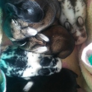 素敵な里親さまに巡り会えました。