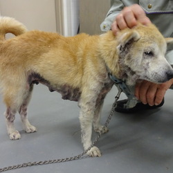 「保護犬たかこさん、幸せに!」サムネイル3