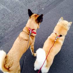 「保護犬たかこさん、幸せに!」サムネイル2