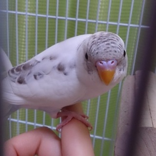 ありがとうございました