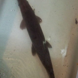 古代魚  アリゲーターガー