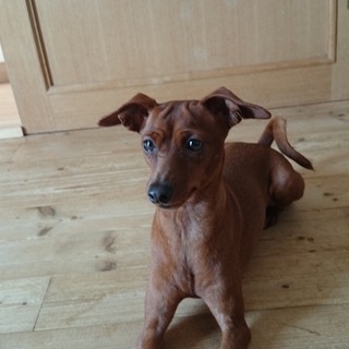 ミニチュアピンシャーの女の子です