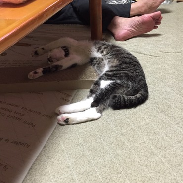 楽(らく)の写真