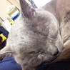 みかん