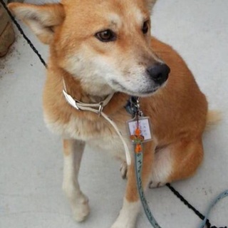 【保健所】優しい★穏やか★癒し系【レスキュー】