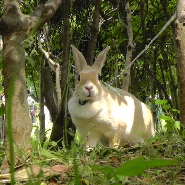 かっぱこのカバー写真