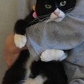 この子の家族になって下さい