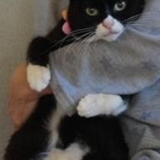 この子の家族になって下さい