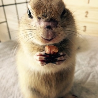 ﾘﾁｬｰﾄﾞｿﾝｼﾞﾘｽ☆テト