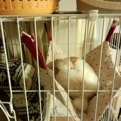 作ってみた！ハンモック♪