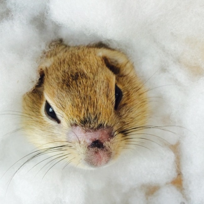 いのしのカバー写真