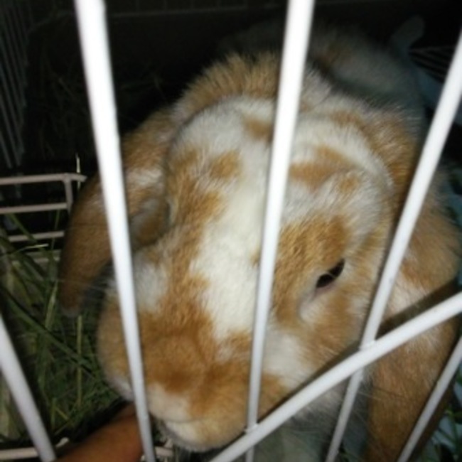 でぐお36のカバー写真