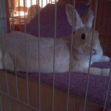 くつろいでいる、みくりさん　かわいい