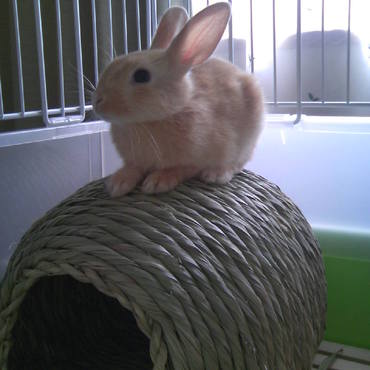 うちにきたころはこんなに小さかった