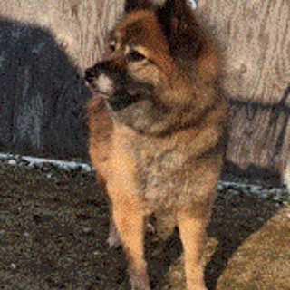 大人しく可愛いMIX犬（茶色）