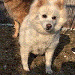 大人しい雑種（白）