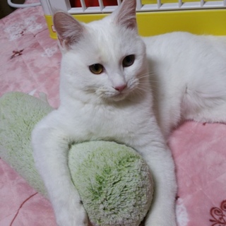 ものおきーずのタクボくん