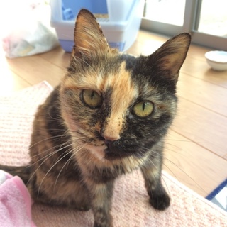 米軍基地から保健所へ送られた1歳のサビ子ちゃん