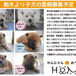 「2月7日恵比寿譲渡会開催！」サムネイル2