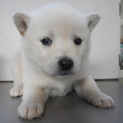 「2月7日恵比寿譲渡会開催！」サムネイル3