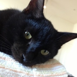 ありがとうございました。