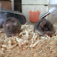 ポンちゃん・ドルちゃん