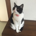 おとなしいキュートな女の子
