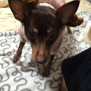 里親さん募集しています！