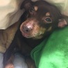 里親さん募集しています！ サムネイル2