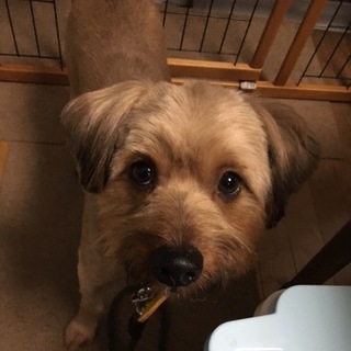 ３歳のスターウォーズではないルーク君