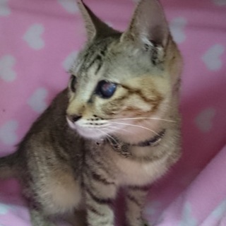 緊急募集です。まりもちゃん里親会参加中