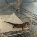 アカメカブトトカゲ ♀ 里親募集