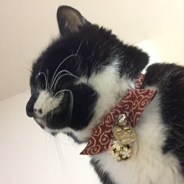 隣で眠そうなミーソックス！