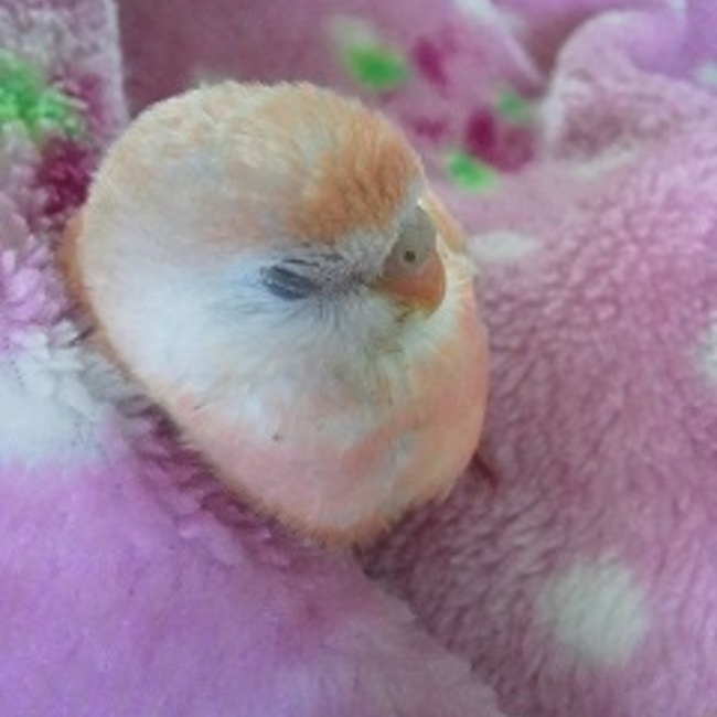 チビチビちゃんのカバー写真