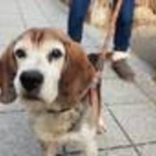 飼い主判明！帰れました！★老いて捨てられたビーグル