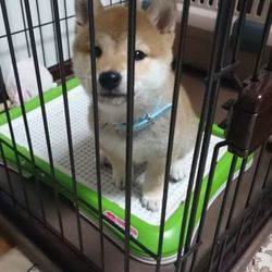 「首輪」サムネイル2