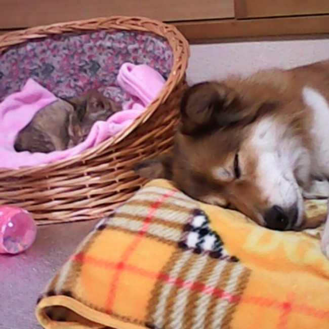 ★ＴＮＲ地域猫の会★ strawberry_catsのカバー写真