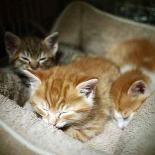 マロン♂・モン♂・ショコラ♀