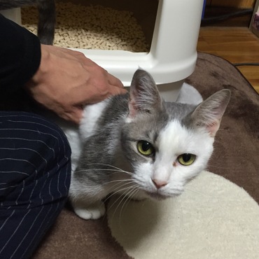 里親にさせて頂いた、マンチカンの女の子です(^^)