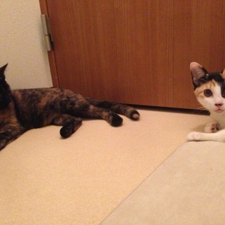 【ご応募ありがとうございました！】1歳未満の姉妹猫