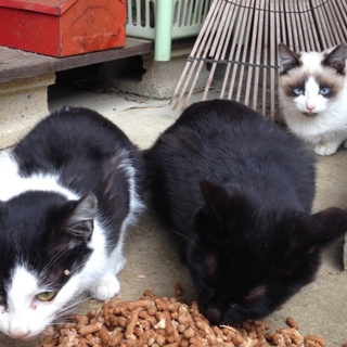 子猫ちゃん達の家族になって下さい