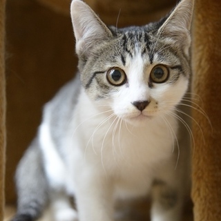 キジ白　子猫　しずかちゃん里親様募集！
