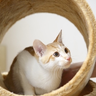 茶トラ白の子猫　ジャイアン君　里親様募集! 