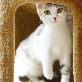 三毛　子猫　ドラミちゃん　里親様募集! 