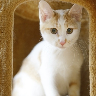 茶トラ白の子猫　スネ夫君　里親様募集! 