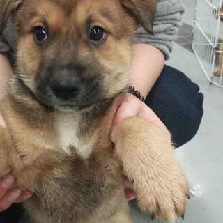 倉敷名物鼻黒わんこのエド夫くん！