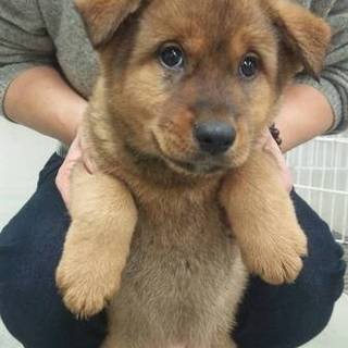 ふわふわもこもこのアル夫くん！