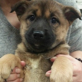 倉敷と言えば・・鼻黒わんこ・・のエド子ちゃん！