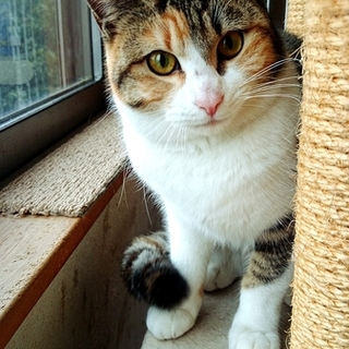 千葉県白井市より、三毛の女の子です