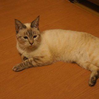 道で保護した甘えん坊のトラシャムの男の子